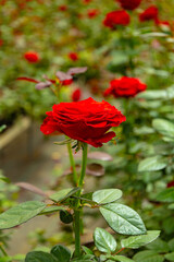Single red rose with Soft Green Bokeh