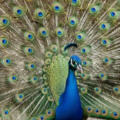 Obraz premium Vibrant Peacock with Fully Fanned Iridescent Tail Feathers