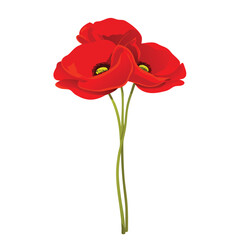 Obraz premium Beautiful bouquet of red poppies with green stems on a white background