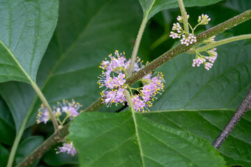 A close-up of delicate flowers from the American Beautyberry, Callicarpa americana, showcases a frilly cluster of small pink flowers with long yellow stamens. The foliage and buds are also visible.