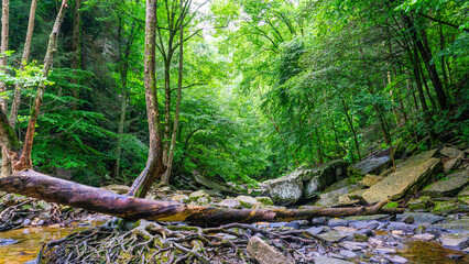 Firescald Creek flows away from Greeter Falls in South Cumberland SP, showcasing a wild and scenic view of a rocky riverbank with twisted roots, a fallen tree, and vibrant green trees on the banks.
