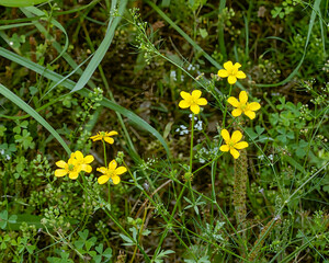 Creeping buttercup (Ranunculus repens) features bright yellow flowers, and thrives in damp habitats. Native to Europe, Asia, and Africa, it has become invasive in North America and other countries.