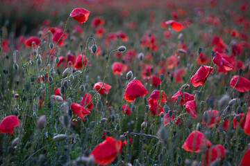 Poppies after the rain