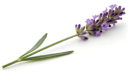 Fototapeta premium Lavender flower sprig, purple color â€“ botanical herb close-up, isolated on white.