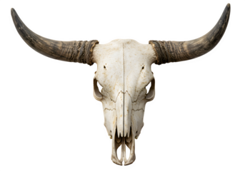 A weathered bull skull with aged horns, isolated on white or transparent background. PNG
