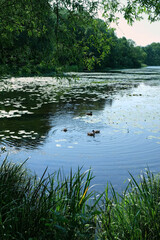 Beautiful view with lake, swim ducks and green forest. summer landscape. natural Background for harmony, relax, travel atmosphere, unity with nature