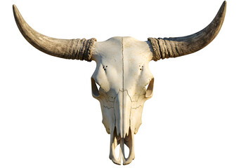 A weathered bull skull with aged horns, isolated on white or transparent background. PNG