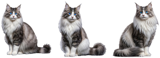 Set of grey fluffy cats with blue eyes sitting in different poses on a transparent background