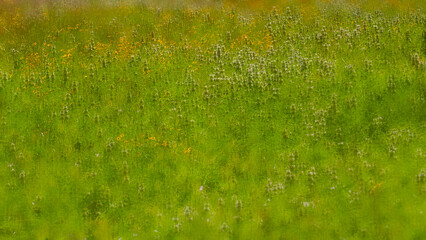 A graduated blur effect blankets a meadow filled with grasses, bee balm, and tickseed, creating a softly textured natural background that conveys a sense of tranquility.