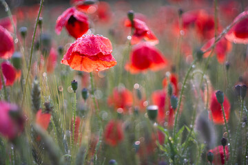 Poppies after the rain
