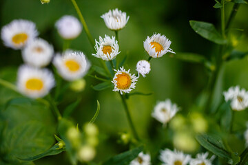 Wild Daisies. Small White Flowers. Delicate Nature's Beauty. Macro. Summer Bloom. Green Background with Bokeh. Morning Freshness. Details. Wild Plants.