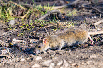 Wild Brown Rat (Rattus norvegicus)  foraging on the ground in the open on a sunny day