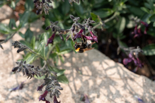 White-tailed bumblebee (Bombus lucorum) taking nectar from a salvia flower