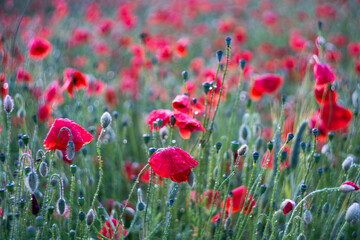 Poppies after the rain