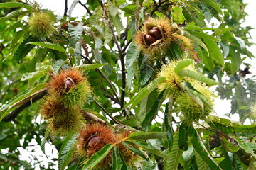 栗の木（イメージ）