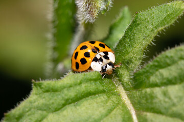Close up of a UK British Ladybird or Ladybug Insect in the wild