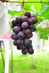 ぶどう狩りイメージ（山形県）