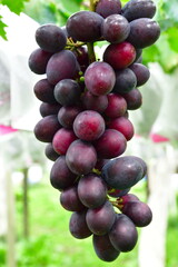 ぶどう狩りイメージ（山形県）