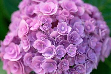 close up of a purple hydrangea