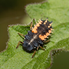 Close up of a Harlequin Larvae Ladybird ladybug insect on fauna