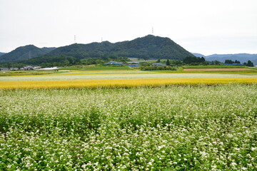 田園風景とそば畑（山形県）