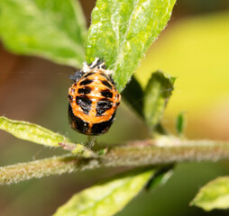 Close up of ladybird larvae in the wild