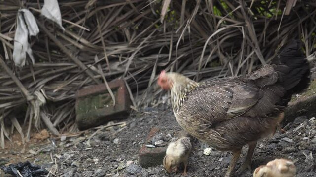 Indian fowl, also known as desi chicken, are hardy, free-ranging birds valued for their flavorful meat and natural foraging habits.