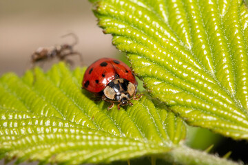 Close up of a UK British Ladybird or Ladybug Insect in the wild