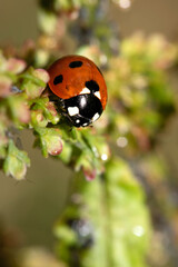 Close up of a UK British Ladybird or Ladybug Insect in the wild