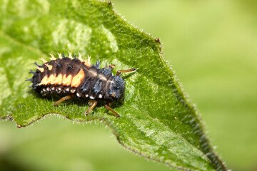 Close up of a Harlequin Larvae Ladybird ladybug insect on fauna