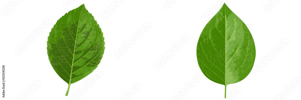 Poster two distinct green leaves showcasing different shapes and textures highlighted against a white backg