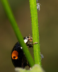Close up of a Harlequin Ladybird ladybug insect on fauna