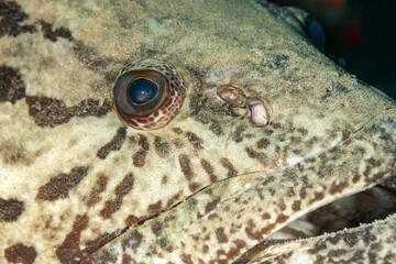 Mozambique, Maputo, Ponta do Ouro, Potato Cod, Grouper, Bass (Epinephelus tukula)