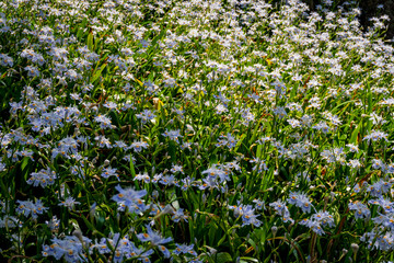 Field of blooming white fringed iris flowers with green foliage under sunlight creating a vibrant natural scene