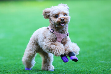 紫の靴を履いてドッグランで遊んでいるトイ・プードル