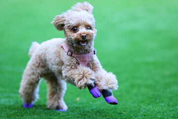 靴を履いてドッグランで遊ぶトイ・プードル