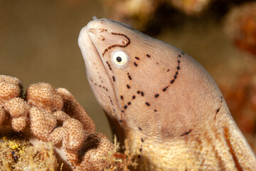 Mozambique, Maputo, Ponta do Ouro, Geometric Moray Eel (Siderea grisea, Gymnothorax griseus)