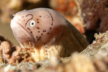 Mozambique, Maputo, Ponta do Ouro, Geometric Moray Eel (Siderea grisea, Gymnothorax griseus)