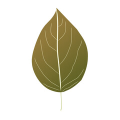 Minimal Green Leaf with White Veins &ndash; Vector Illustration. Ideal for eco-themed projects, botanical prints, organic product packaging, or minimalist natural designs.