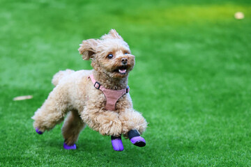 靴を履いて、ドッグランで遊ぶトイ・プードル