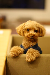 食卓で笑顔を振り撒くトイ・プードル