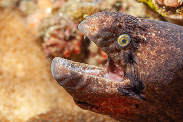 Mozambique, Maputo, Ponta do Ouro, Black Cheek Moray (Gymnothorax breedeni)