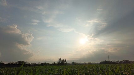 A beautiful cornfield under a bright sun and dramatic cloudscape. Sun rays pierce through the sky, casting light over the green crops, evoking calmness and natural beauty