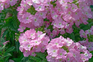 Close up of pink babena flower