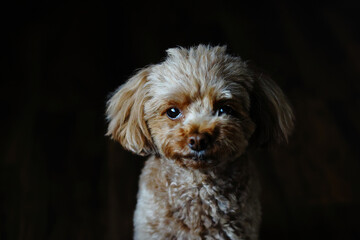 暗闇でお座りをするトイ・プードル