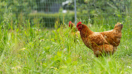Une poule brune explore un champ plein d'herbes hautes et de fleurs sauvages.