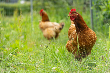 Deux poules brunes se déplacent lentement dans une prairie luxuriante, profitant de la douceur du soleil et de l'herbe fraîche.