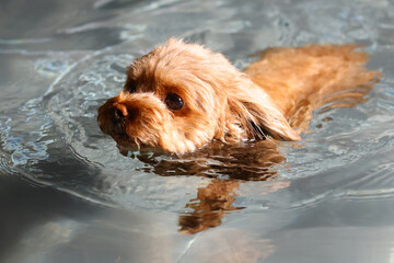 泳ぐトイ・プードル