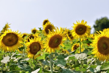 Obraz premium sunflower field under bright daylight