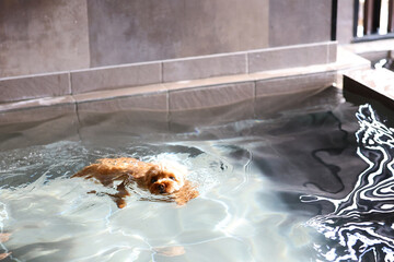 上手に泳いでいるトイ・プードル